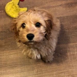 Meet your Posher, Susan